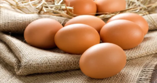 konsumsi telur menyebabkan diabetes